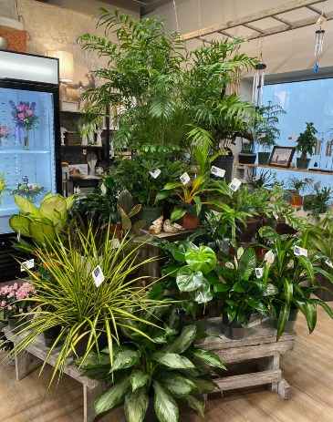 Store Plant Display  in Wayne, NE | Bloom & Grace