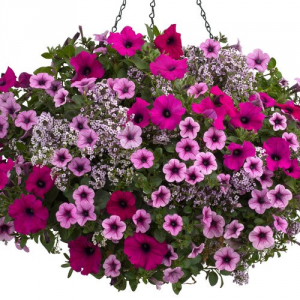 Boost of Energy -- 12" Hanging Basket  