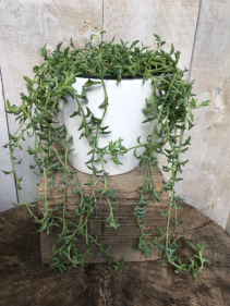 String of Dolphins Succulent Plant
