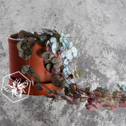 String of Hearts B Nest Plants