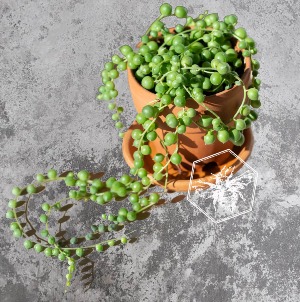 String of Pearls  B Nest Plants