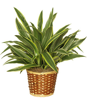 STRIPED DRACAENA PLANT Dracaena deremensis 'Warneckei' in New Orleans, LA -  FLOWERS BY JOHN KENT