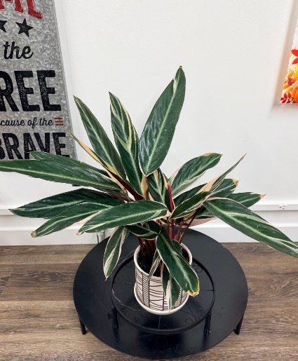 Stromanthe Triostar 
