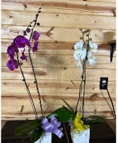 Stunning Orchids Plant