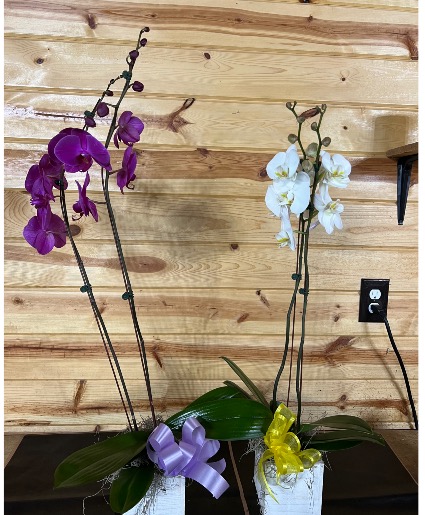 Stunning Orchids Plant
