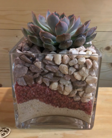 Stunning Succulent 