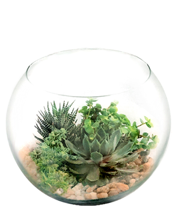 Stunning Succulent Bowl  in Niagara Falls, ON | THE FLOWER HOUSE