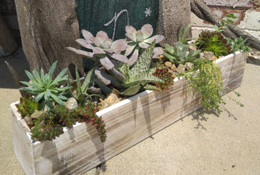 Seasonal Succulent  Planter Container in Glastonbury, CT | THE FLOWER DISTRICT