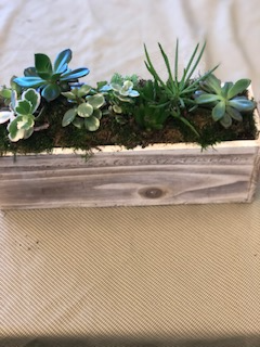 Succuent Planter Planter Box