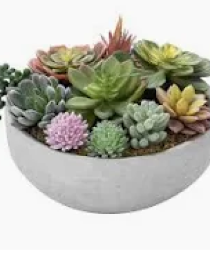 succulant ceramic dishgarden 