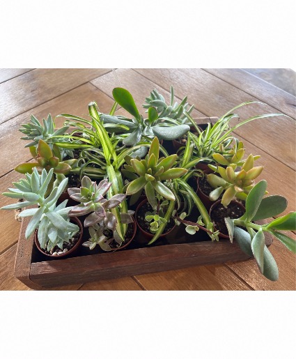 Succulants 