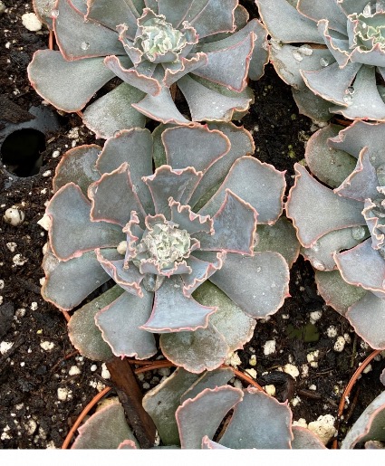succulent 