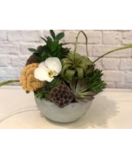 Succulent  & Air Planr Texture Garden Plant Arrangement