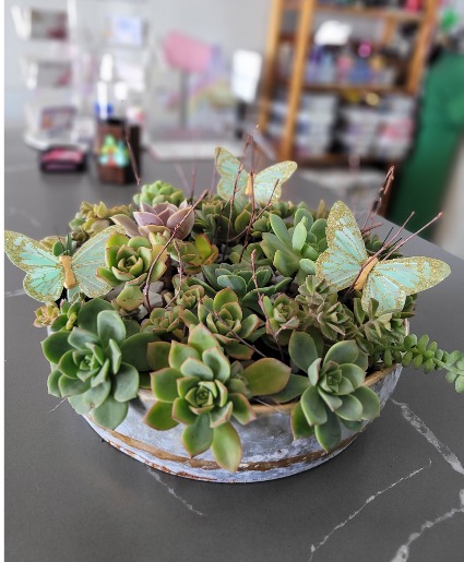Succulent arrangement with butterflies Any occasion 