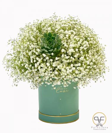 Succulent Baby's Breath 