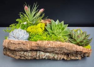 Succulent Bark  