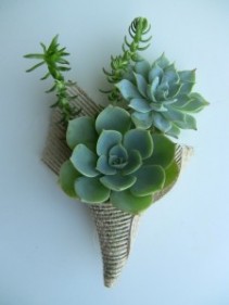 SUCCULENT BOUTONNIERE Boutoniere