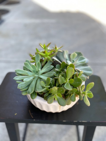 Succulent Bowl Plant