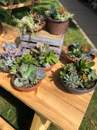 Succulent Bowls plants