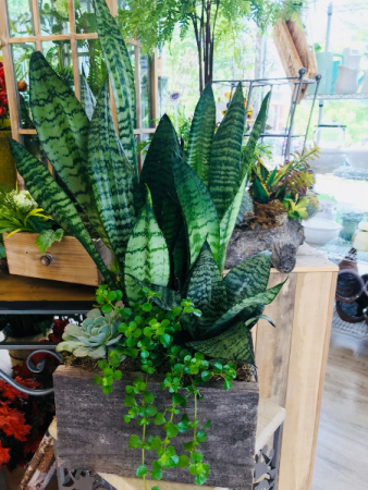 Succulent Box 