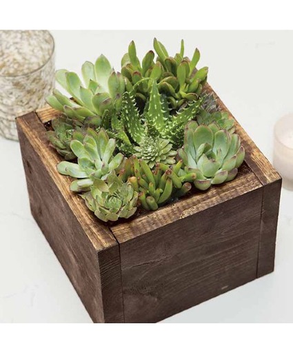 Succulent Box Plant