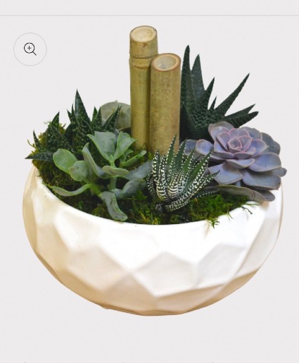 Succulent Centrepiece  