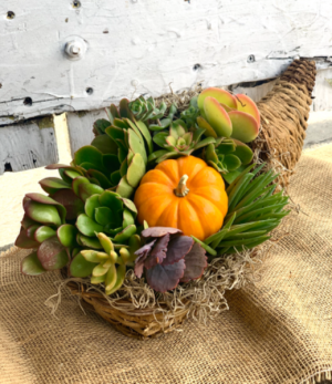 Succulent Cornucopia 