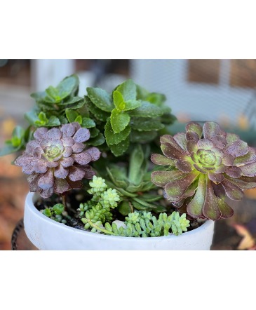 Succulent Dish  in Orinda, CA | SaraBella flower shoppe