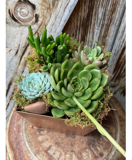 Succulent Dish Garden
