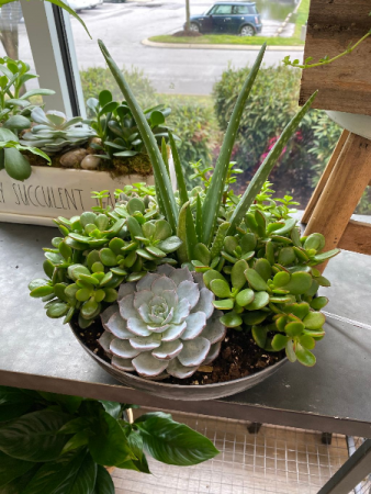 Succulent Dish Garden in Hermitage, TN - IN FULL BLOOM FLOWERS + GIFTS