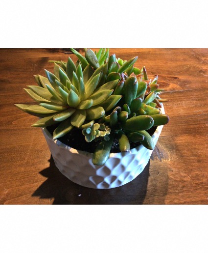 Succulent dish garden Plant