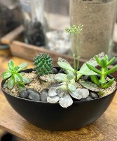 Succulent Dish Garden Designers Choice