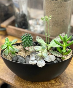 SUCCULENT DISH GARDEN
