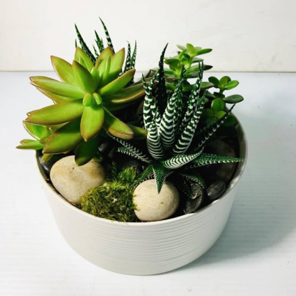 Succulent Dish Garden Succulent Dish Garden