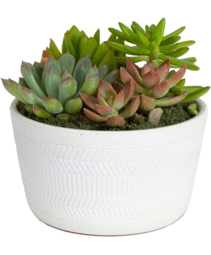 Succulent Dish Garden  Succulent Dish Garden 