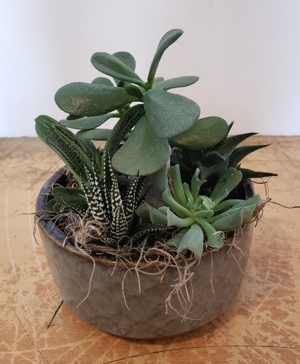 Succulent Dish Planter