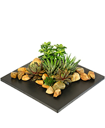 Succulent Escape Garden of Plants