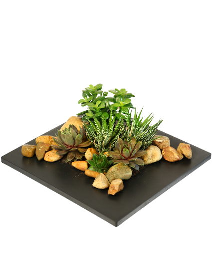 Succulent Escape Garden of Plants