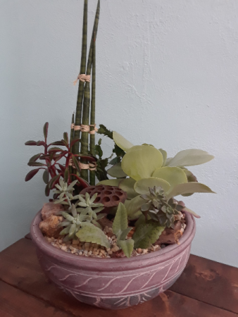 Succulent Garden Peaceful Desert 