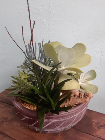 Succulent Garden Desert Landing 