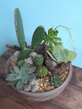 Succulent Garden Desert Mirage 