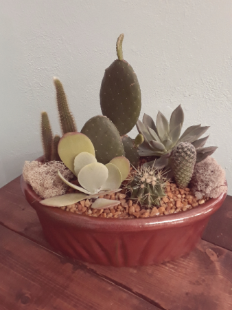 Succulent Garden Desert Oasis Succulents