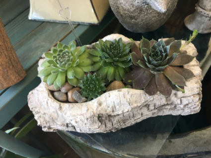 Succulent garden 