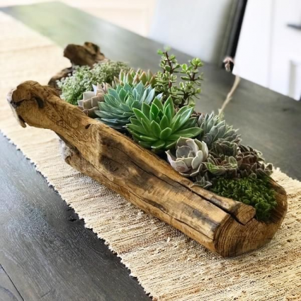 Succulent Garden 
