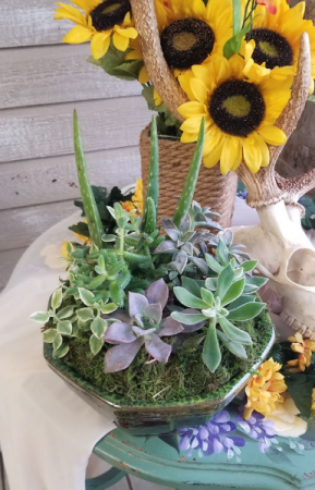 Succulent Garden 