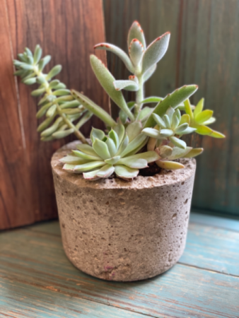 Succulent garden  
