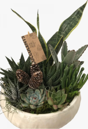 Succulent Garden  