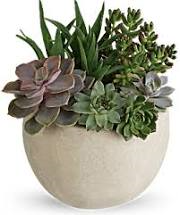 Succulent Garden 