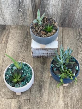 Succulent garden 
