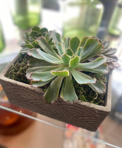 Succulent Garden 